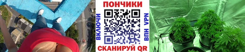 Бошки Шишки план  Купить  Мыски 